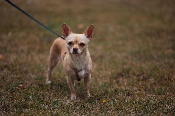 Les animaux exotiques et les enjeux de leur conservation