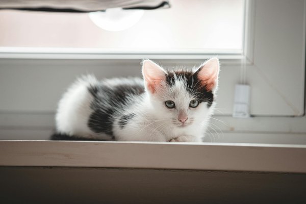 Les nouveaux développements en thérapies de réhabilitation pour animaux